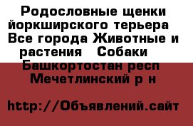 Родословные щенки йоркширского терьера - Все города Животные и растения » Собаки   . Башкортостан респ.,Мечетлинский р-н